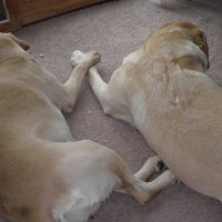 Lorraine Westphal Photo 2