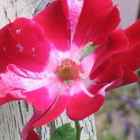 Frances Glover Photo 29