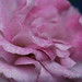 Carole Miller Photo 22