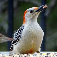 Connie Robison Photo 16