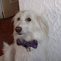 Terence Allen Photo 26