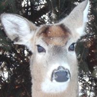 Ronald Foster Photo 31