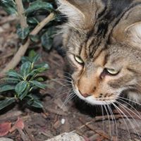 Janice Goebel Photo 14