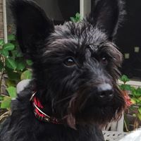 Lawrence Short Photo 19