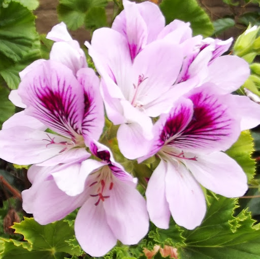 Julie Whitacre Photo 23