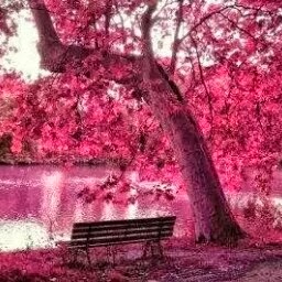 Elaine Brown Photo 46