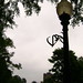 Sharon Wise Photo 13