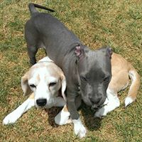 Danielle Pringle Photo 7