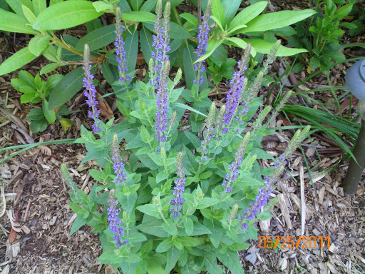 Debra Davidson Photo 33