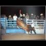 Stephen Brandt Photo 13