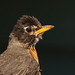 Robin Steger Photo 7