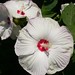Sharon Hardy Photo 45