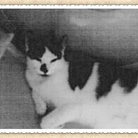 Gillian Austin Photo 26