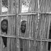 Kenneth Gibbs Photo 15