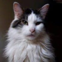 Susan Morris Photo 47