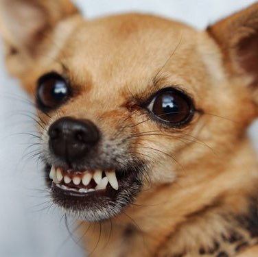 Joshua Gonzalez Photo 10