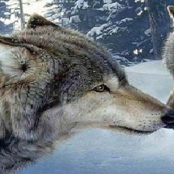 Gerald Newman Photo 11