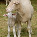 Susan Gibbs Photo 32