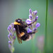 Matthew Bee Photo 6