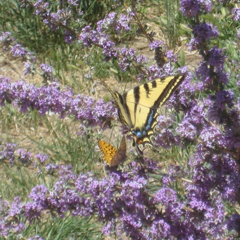 Phyllis Anderson Photo 12