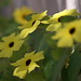 Susan Stanford Photo 27
