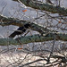 Virginia Crow Photo 21