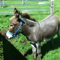 Tracie Meyer Photo 3