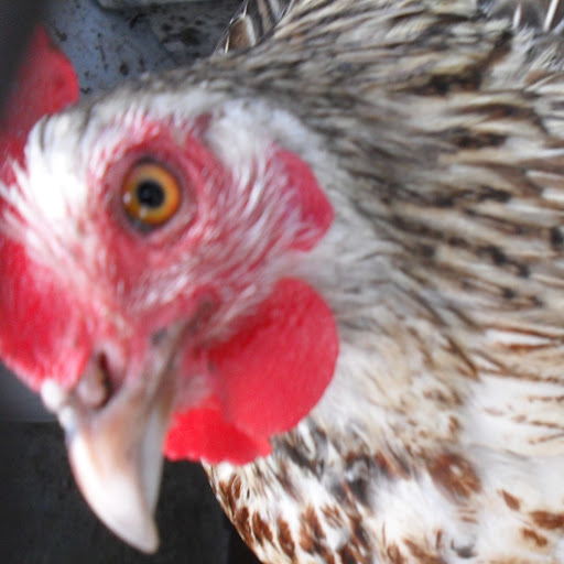 Christine Pierson Photo 24