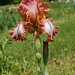 Sue Beard Photo 31
