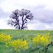 Dorothy Vines Photo 8