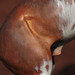 Donna Kroll Photo 13
