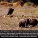 Kevin Carter Photo 28