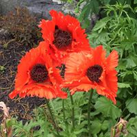 Patricia Webber Photo 10