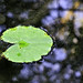 Lily Brown Photo 38