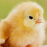 Debra Buffington Photo 7