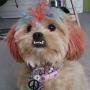 Janet Ackerman Photo 39