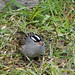Larry Sparrow Photo 8