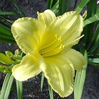 Suzanne Freitas Photo 4