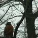 Robin Spring Photo 23