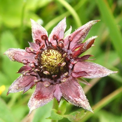Elizabeth Mcnamee Photo 8