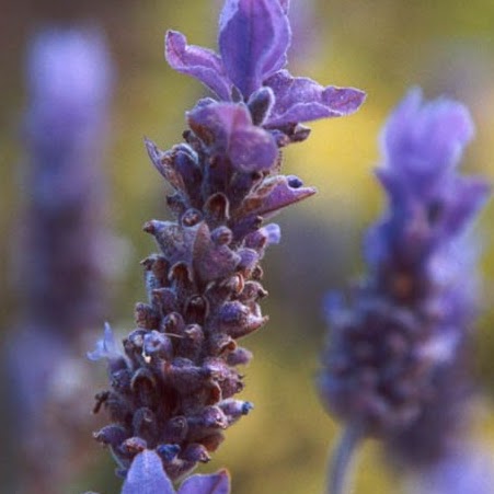 Suzanne Simon Photo 36