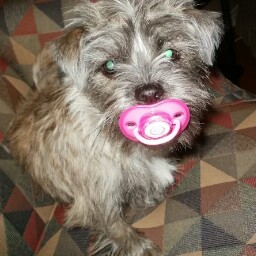 Cheryl Tromley Photo 4