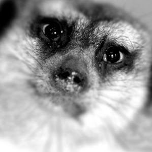 Steve Collier Photo 43