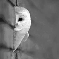 Sandra Ness Photo 27