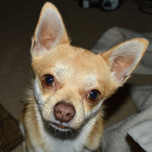 Robert Jacobsen Photo 14 Robert Jacobsen Photo 14