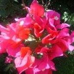 Sarah Jorgensen Photo 8