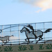 Stacy Roper Photo 7