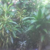 Henry Patrick Photo 13