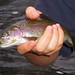 Charles Trout Photo 26