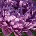 Dahlia Smith Photo 25